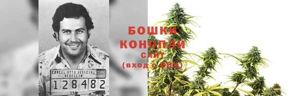 шишки Верея